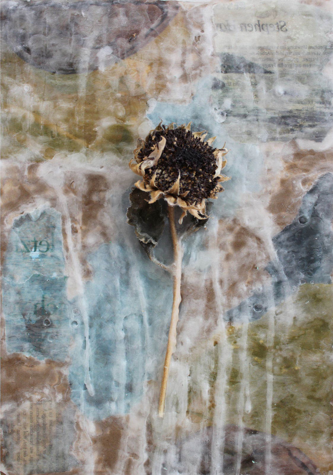 Katharina R. Hake_Sunflower, 2020